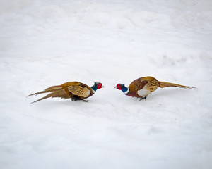 Backyard wildlife, pheasant