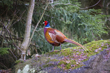 Backyard wildlife, pheasant