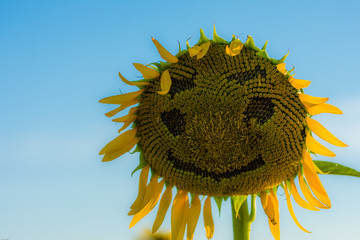 笑顔のひまわり