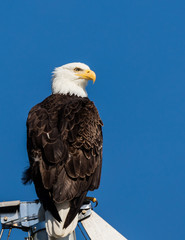 American bald eagle in Juneau, Alaska. 