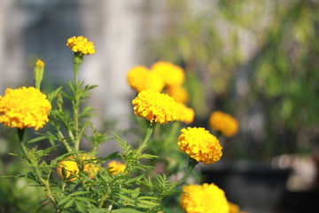 Marigold flowers are yellow, green.