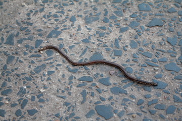 Earthworm,angleworm, dewworm, nightwalker./An animal that likes to live in the damp. Will be found after rain.