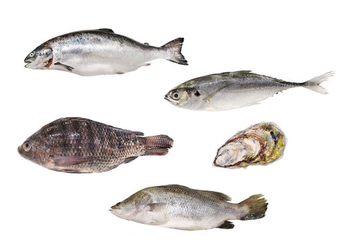 Raw seafood series - Raw seafood series - Salmon, Torpedo Scad, Sea Bass, Snapper and oyster isolated on white background