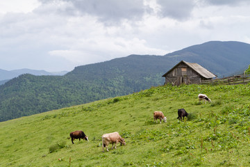 Summer landscape in the Carpathian mountains with cow grazing on fresh green pastures