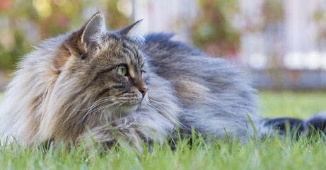 Naklejka na ściany i meble Long haired cat in a livestock's garden, siberian purebred pet lying on the green