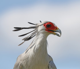Close up of a Secretary bird