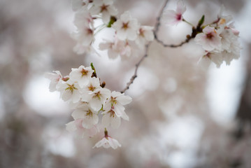 Flowering tree closeup