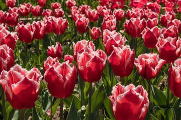 Red and white tulip garden
