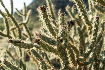 Cholla Cactus in Red Rocks National Conservation Area