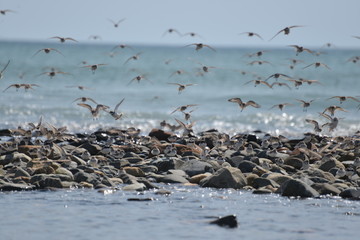Birds flying over the ocean