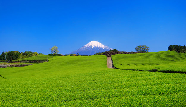 富士市今宮の新緑の茶畑と青空の富士山 2018/04/20