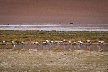 Flamingos