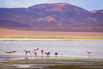 Wild birds of Salar de Tara