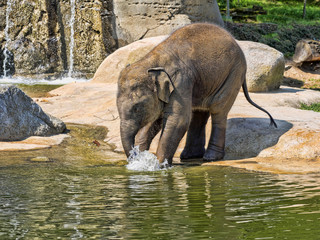 Fototapeta premium Baby games in the water, Asian Elephant, Elephas maximus