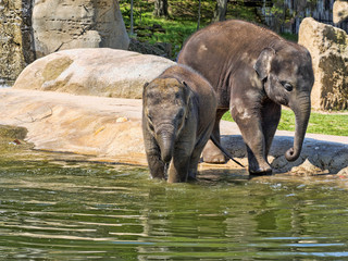 Fototapeta premium Baby games in the water, Asian Elephant, Elephas maximus