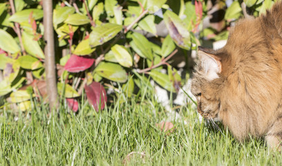 Curious brown long haired cat in a garden, siberian purebred