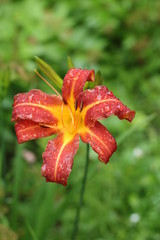 Liliowiec