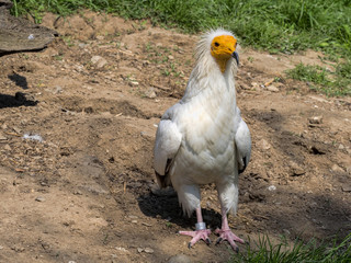 The Egyptian vulture, Neophron percnopterus, is a smaller crayfish bird