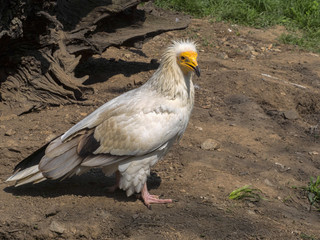 The Egyptian vulture, Neophron percnopterus, is a smaller crayfish bird