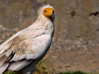 The Egyptian vulture, Neophron percnopterus, is a smaller crayfish bird