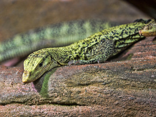 The Emerald Monitor, Varanus prasinus, is a tree lizard