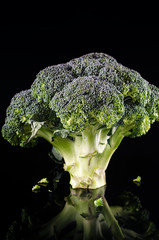 Close up of a fresh green broccoli head on a reflective surface against a black background. Copy space.
