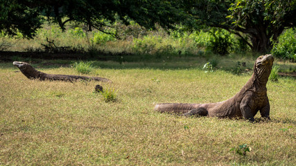 Adult komodo dragons