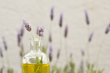 essential oil and lavender flowers