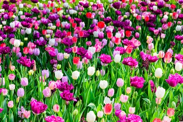 Photo sur Plexiglas Tulipe チューリップ畑  Tulip