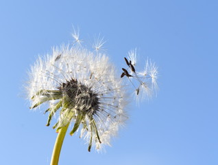 Dandelion flying seed against blue sky background