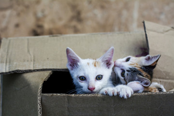 curious couple of cute small domestic kittens cat in brown paper box