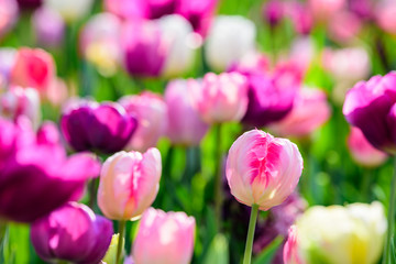 チューリップ畑  Tulip