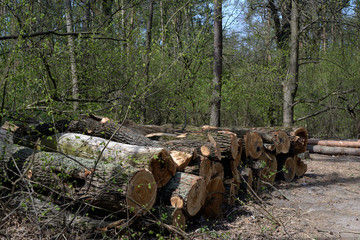 Pile of felled oak logs in the forest