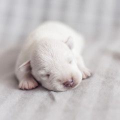 blind newborn puppy white color on a light background