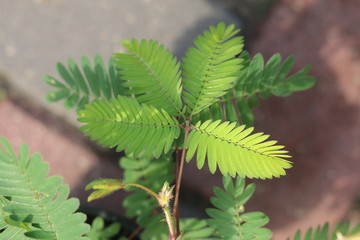 Mimoza czułek wstydliwy