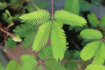 Mimoza czułek wstydliwy © Perovskia