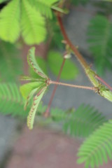 Mimoza czułek wstydliwy