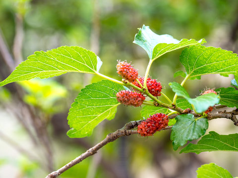 Mulberry fruit and green leaves on the tree. Mulberry this a fruit and can be eaten in have a red and purple color. Mulberry is delicious and sweet nature.