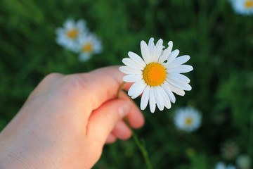 Woman holding one daisy flower