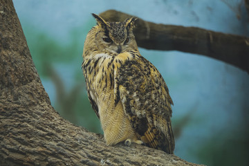 Beautiful bird owl (Bubo bubo) on a tree branch