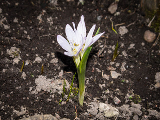 white spring flower grow in the ground