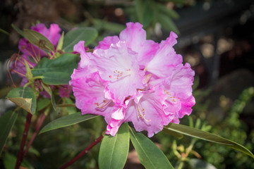 pink rhododendron flowers. subtropical plant
