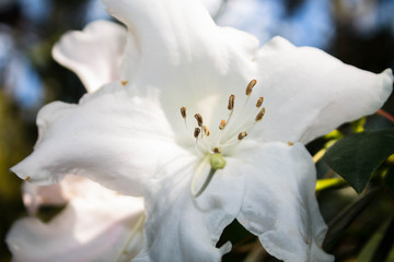 Fototapeta na wymiar big beautiful white flower macro. subtropical plant
