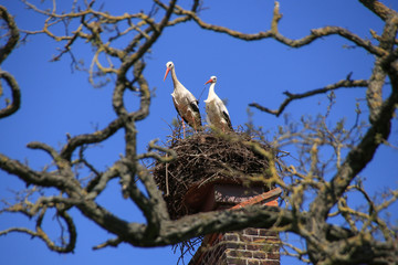 Weißstorch, Ciconia ciconia, Nest, Linum Brandenburg