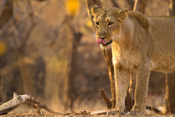 Lion