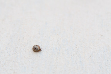 A grape snail with a brown shell sinks on a white textured surface
