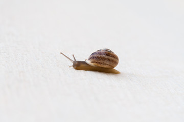 A grape snail with a brown shell sinks on a white textured surface