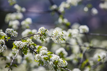 blooming spring tree