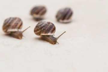 race of large grape snails with brown shells on a white textured surface