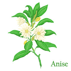 Anise. Illustration of a plant in a vector with flower for use in botany.